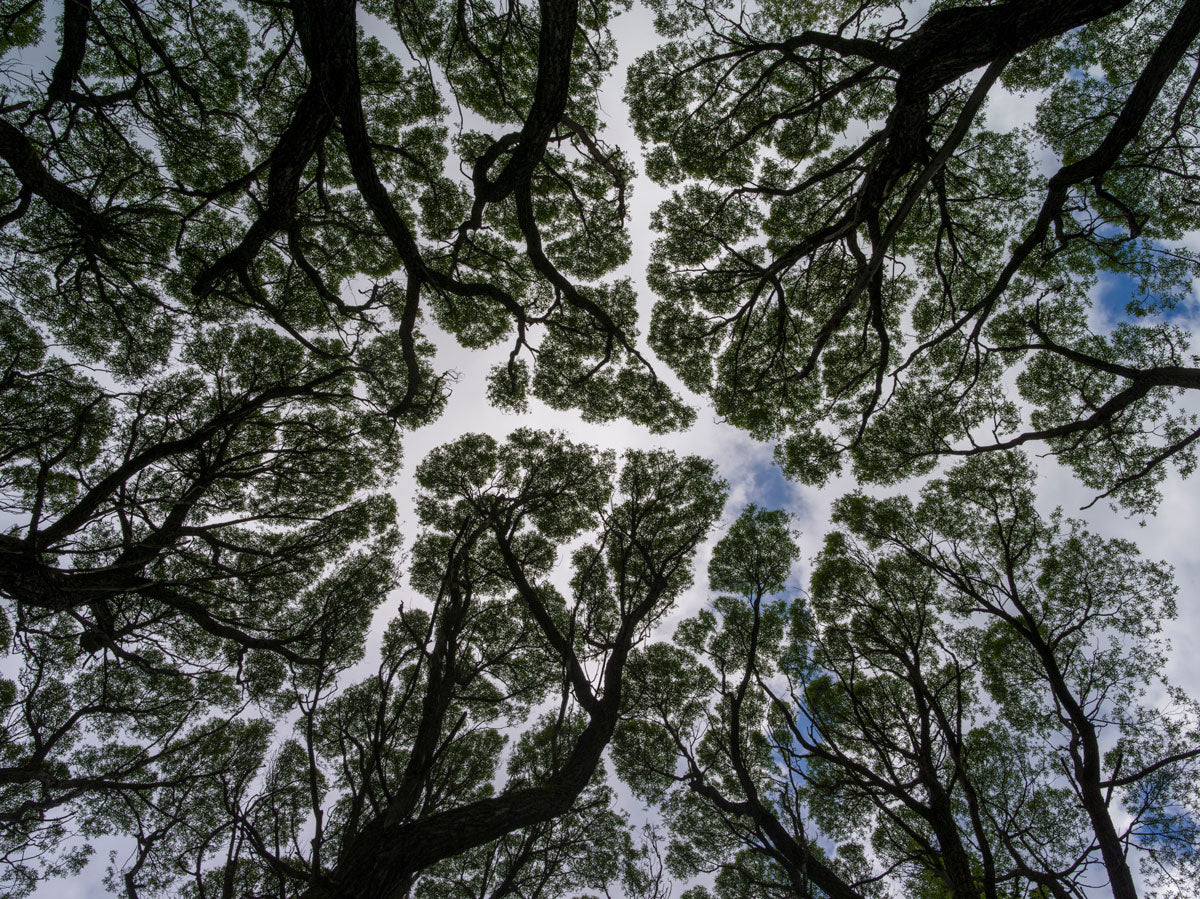 Brain, Memory & Cognitive Function