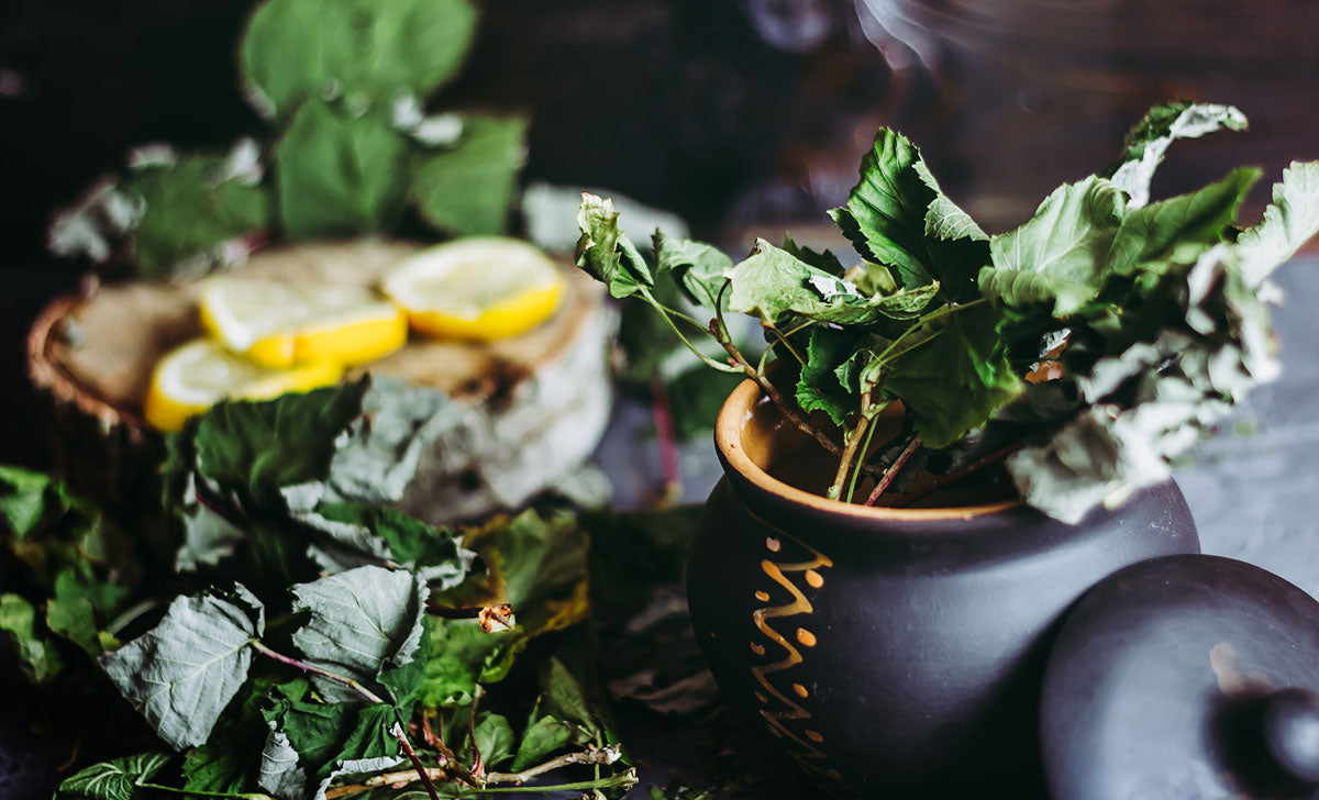 Digestion & Gut Health